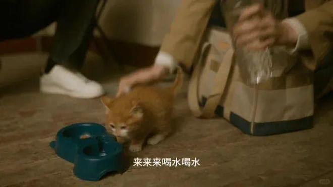 "刘亦菲和前任分手后，他们的猫现在过得怎么样？网友：猫归我啦！"